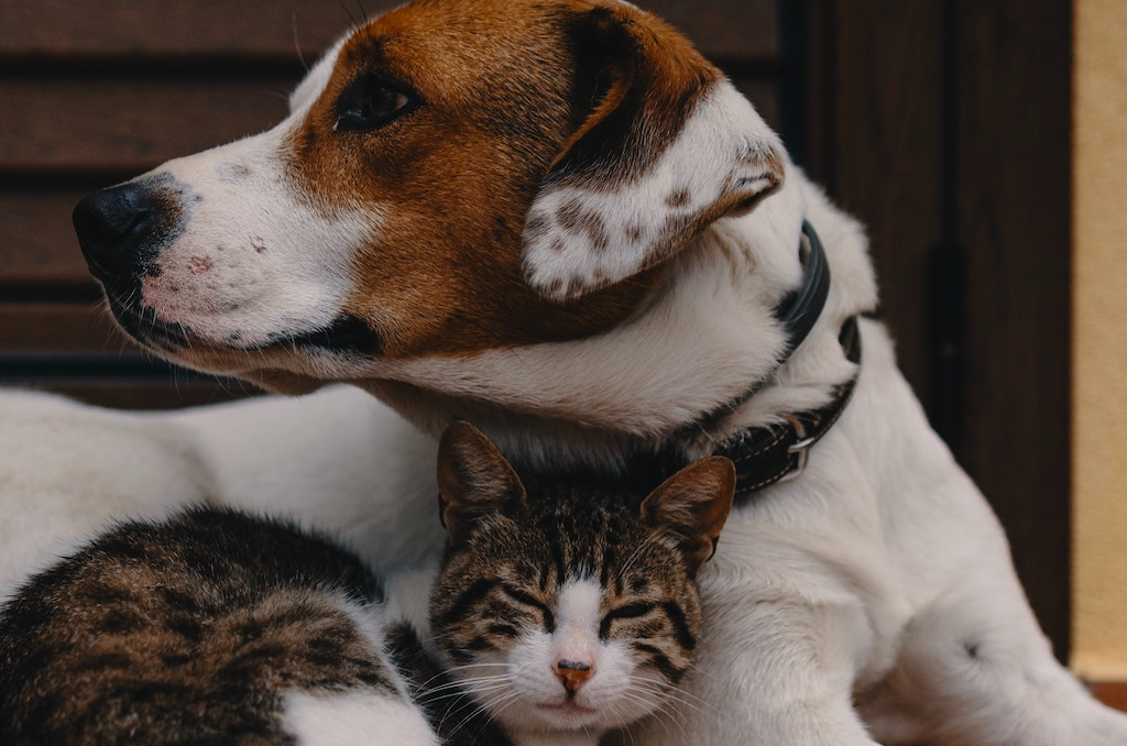 come tutelare animali dopo la morte del padrone cane e gatto 