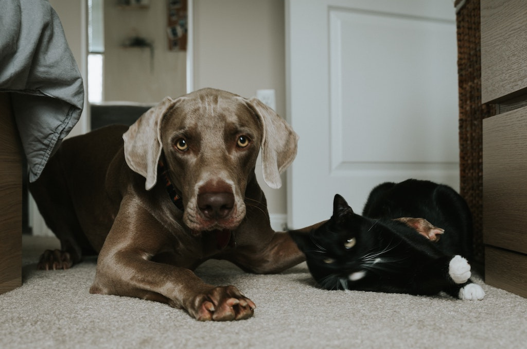 come tutelare animali dopo la morte del padrone gatto e cane 