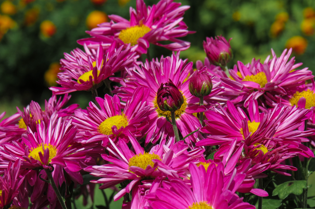 fiori funebri crisantemi bullentini