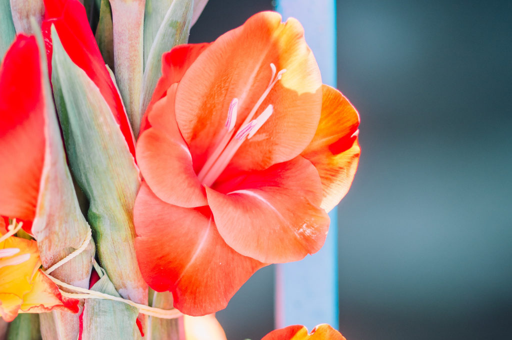 fiori funebri gladioli bullentini