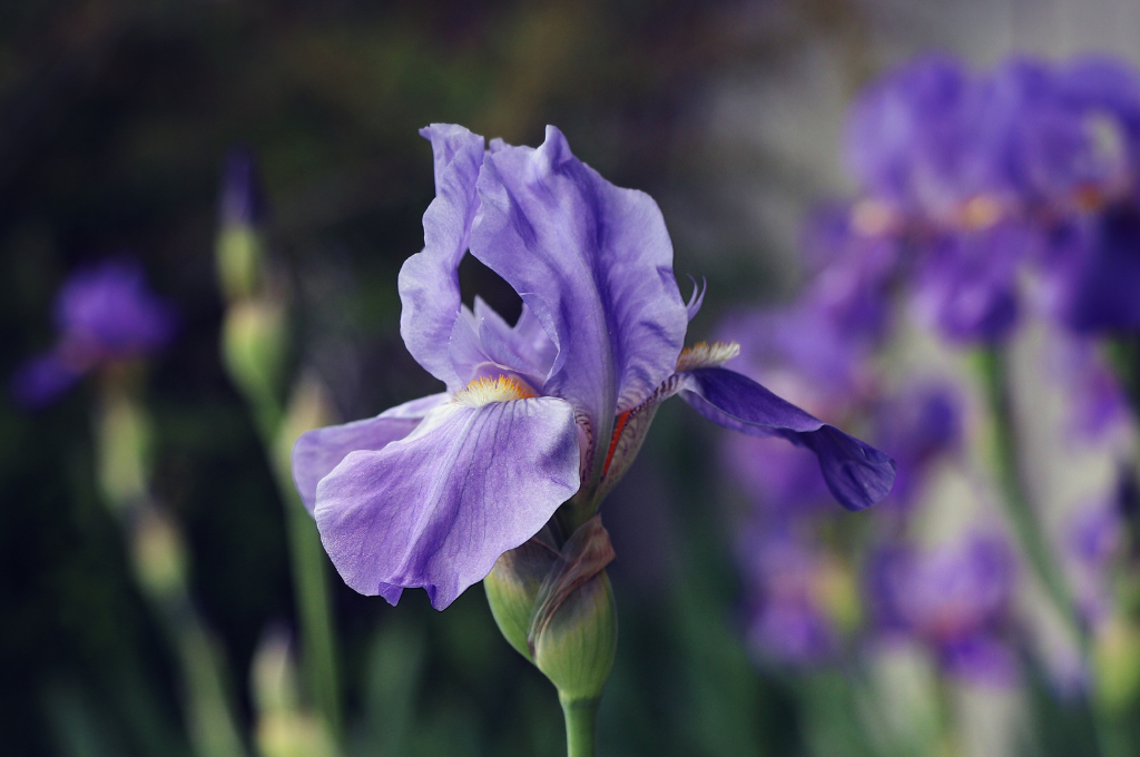 fiori funebri iris bullentini